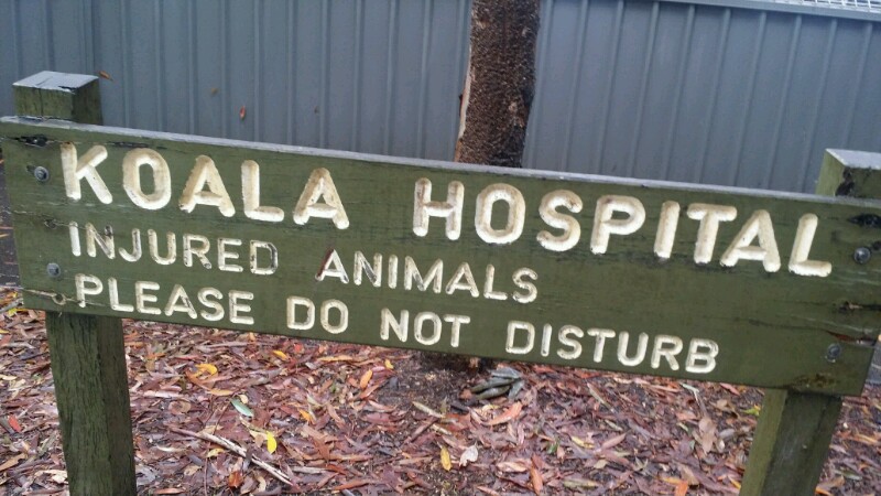 Valla Beach-Port Macquarie: von spielenden Senioren und kranken Koalas